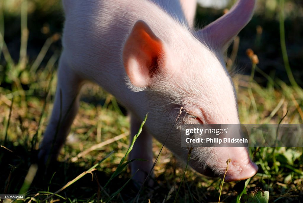 Young domestic pig (Sus scrofa domestica) happily sniffing at grass
