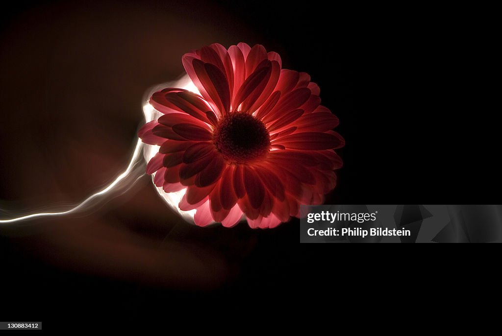 Pink flower, gerbera, on dark