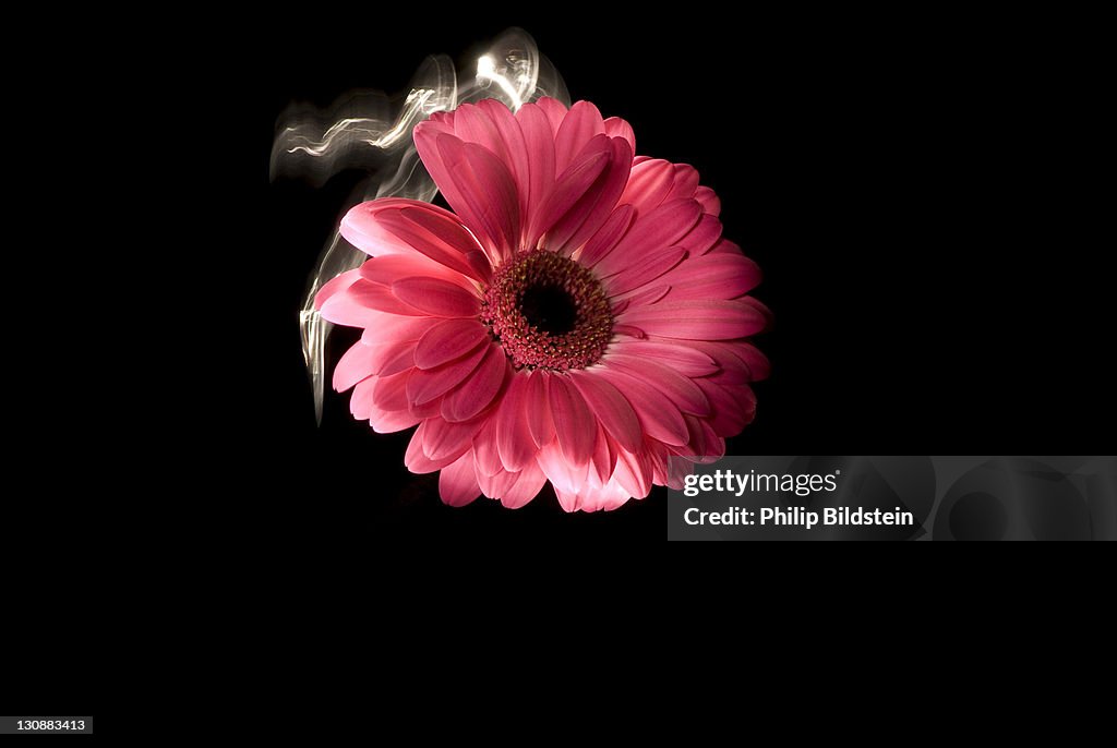 Pink flower, gerbera, on dark
