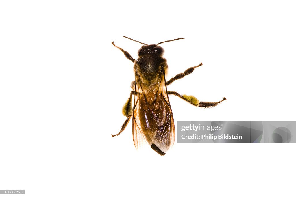 Honeybee (Apis mellifera)