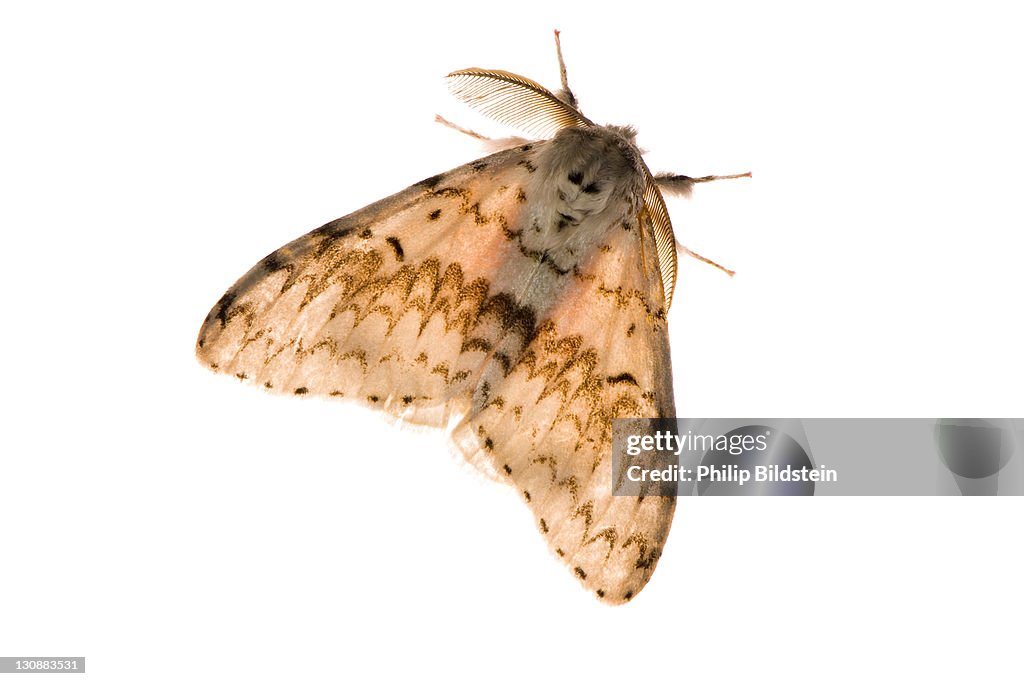 Moth in bright backlight