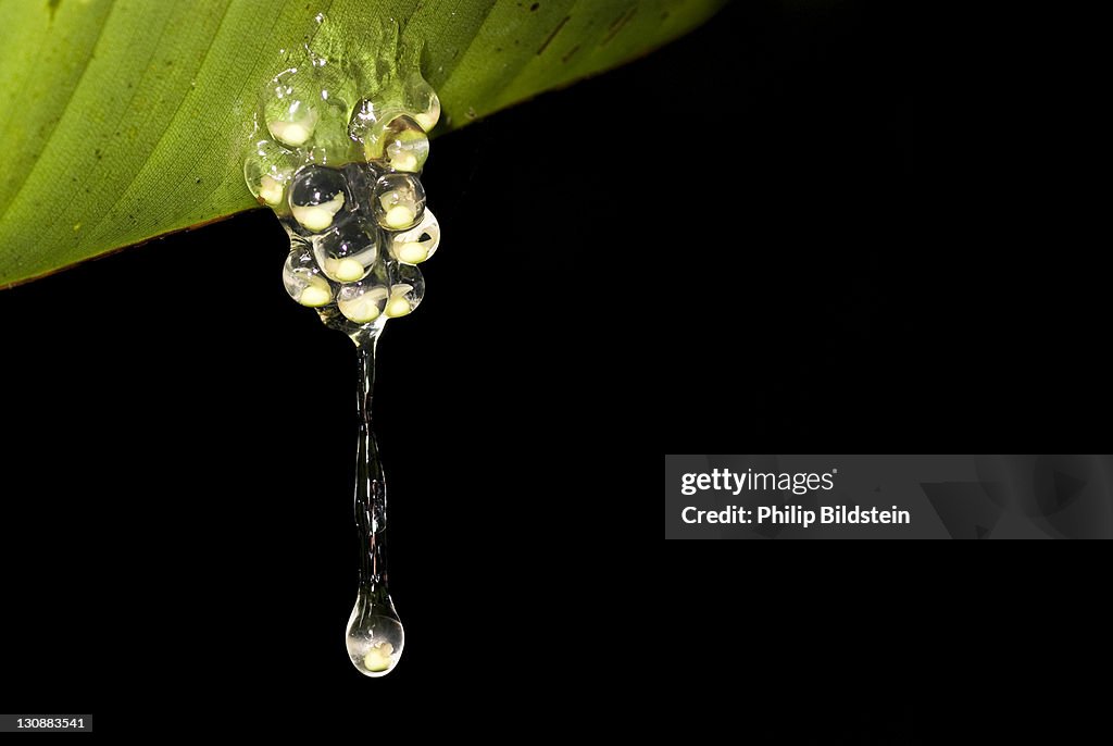 Frog spawn dropping from a leaf