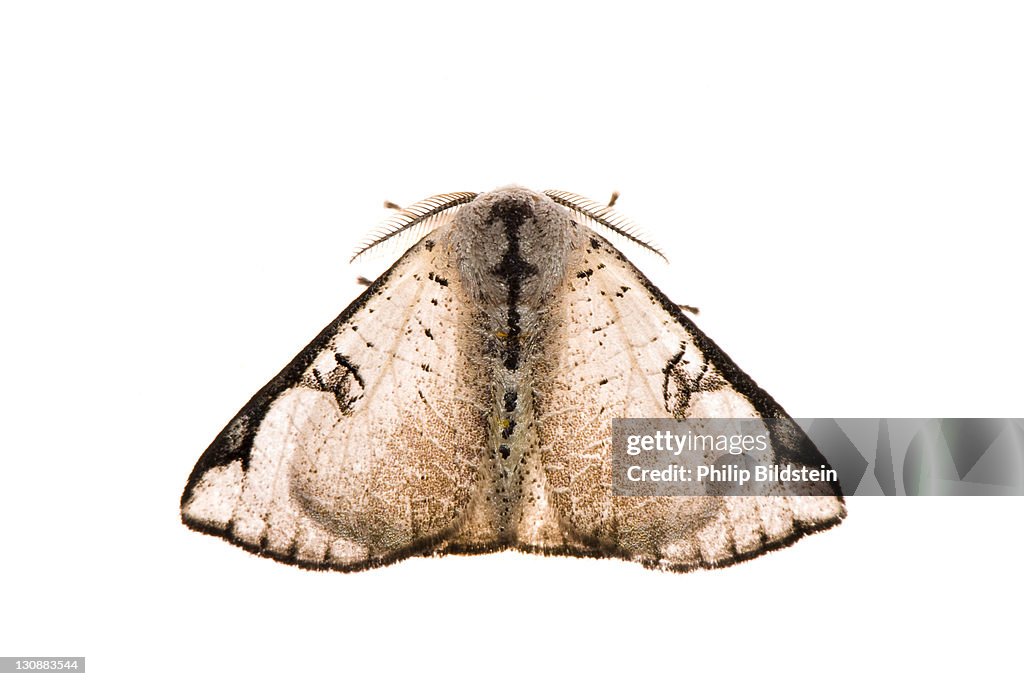Moth in bright backlight