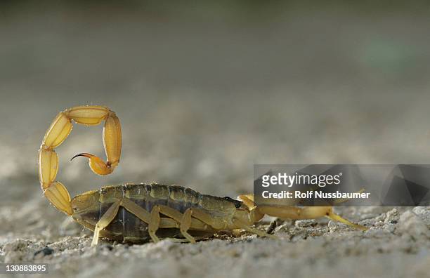 striped bark scorpion (centruroides vittatus), adult, starr county, rio grande valley, texas, usa - scorpions foto e immagini stock