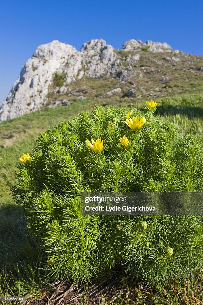Spring Pheasant's Eye, False Hellebore, Ox-Eye, Oxeye, Oxeye Daisy, Pheasant-eye, Pheasant's-Eye, Pheasant's Eye, Spring Adonis, Sweet Vernal, Vernal Pheasant's Eye, Yellow pheasants eye, Yellow Pheasant's Eye (Adonis vernalis, Adonanthe vernalis, Chrysoc