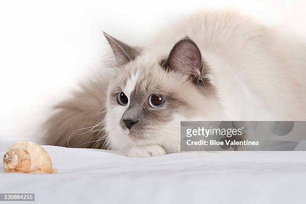 siberian forest cat with seashell - domestic animals stock pictures, royalty-free photos & images