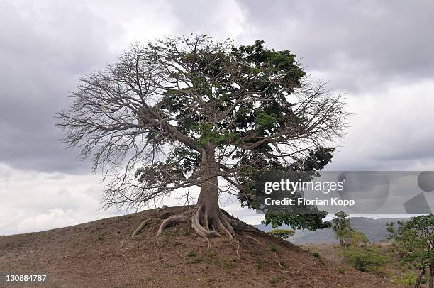 Dviving Roots Dividing Roots Photos and Premium High Res Pictures - Getty Images