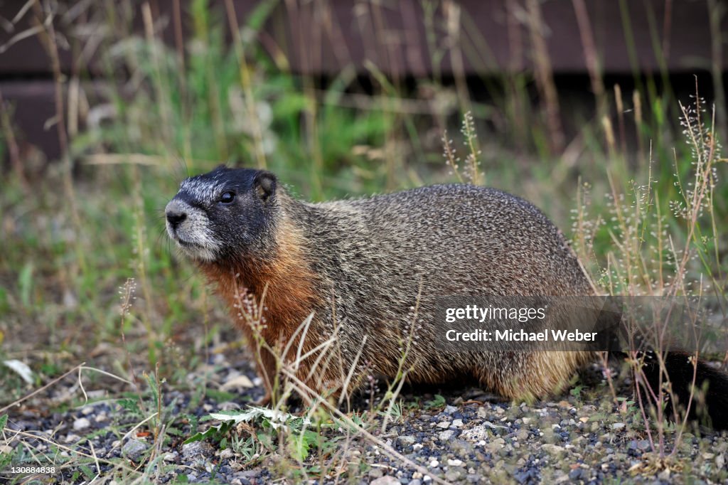 Yellowbellied Marmot Also Known As Rock Chuck Sitting In Front Of Its Burrow Yellowstone National Park Wyoming United States Of America Usa Photo - Getty Images Yellowbellied Marmot Also Known As Rock Chuck Sitting In Front Of Its Burrow Yellowstone National Park Wyoming United States Of America Usa Photo - Getty Images