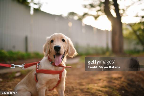 portrait of a cute puppy - 犬の綱 ストックフォトと画像