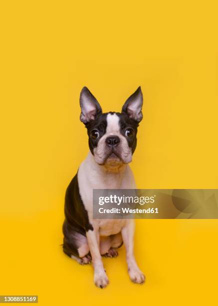 portrait of brown and white boston terrier puppy sitting against yellow background - boston terrier photos et images de collection