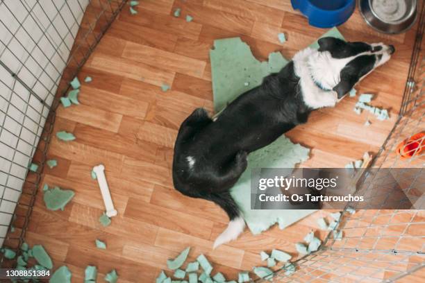 dog in a cage with its bed destroyed viewed from above - perro rompe fotografías e imágenes de stock