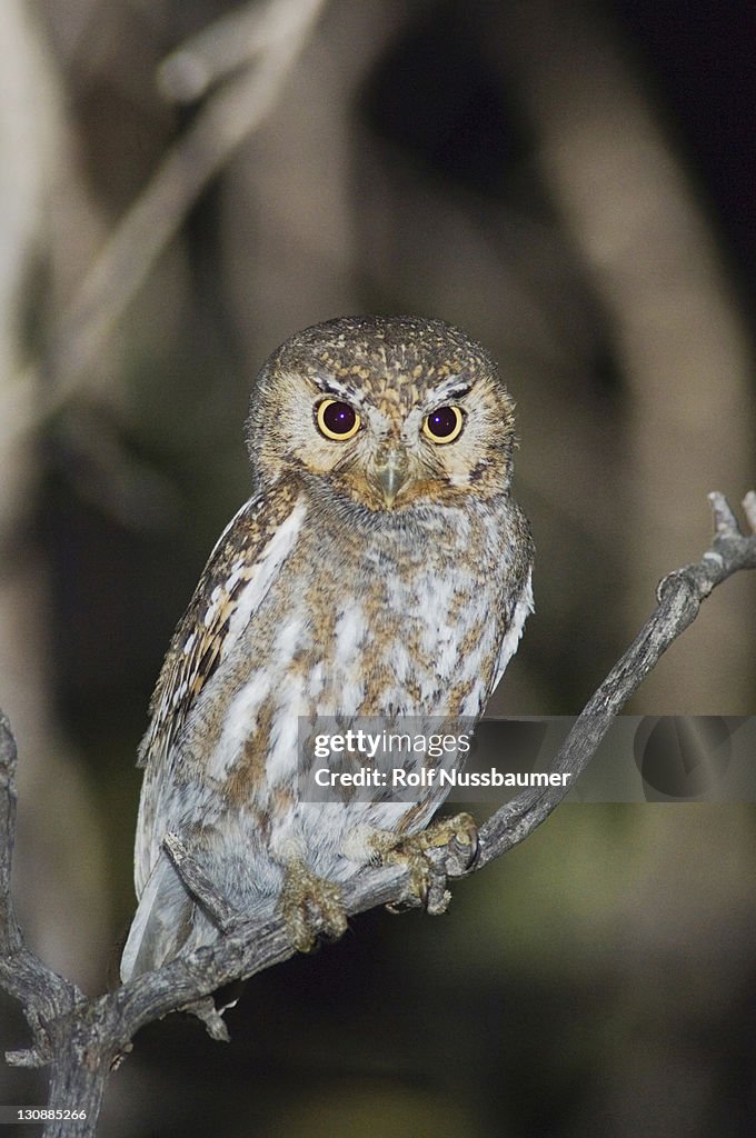 Elf Owl (Micrathene whitneyi), adult, Madera Canyon, Santa Rita Mountains, Tucson, Arizona, USA