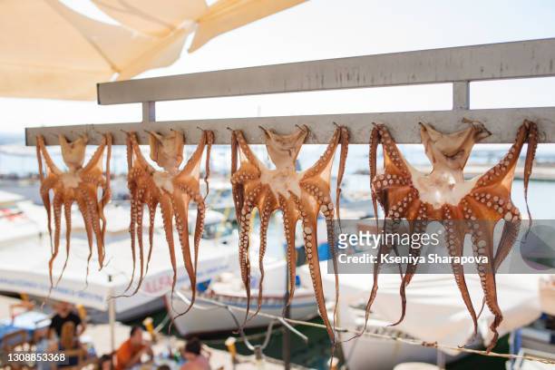 fresh greek octopus catch - stock photo - präfektur chania stock-fotos und bilder