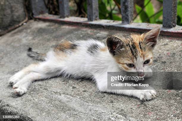 lean young cat - underweight stock pictures, royalty-free photos & images