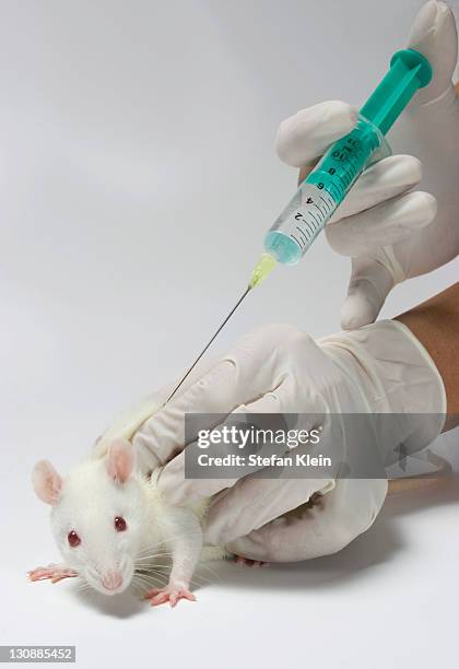 What Is Double Injection Rats 37 Rat Injection Stock Photos, High-Res Pictures, and Images - Getty Images