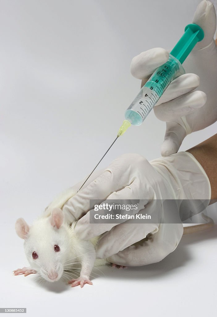 White Rat Getting An Injection High-Res Stock Photo - Getty Images