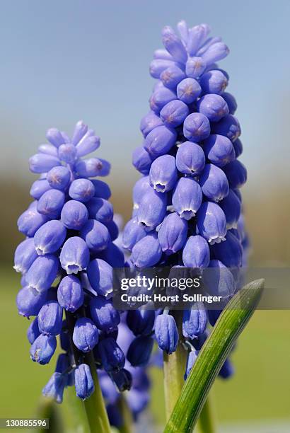 inflorescence of a grape hyacinth (muscari botryoides) - muscari botryoides stock pictures, royalty-free photos & images