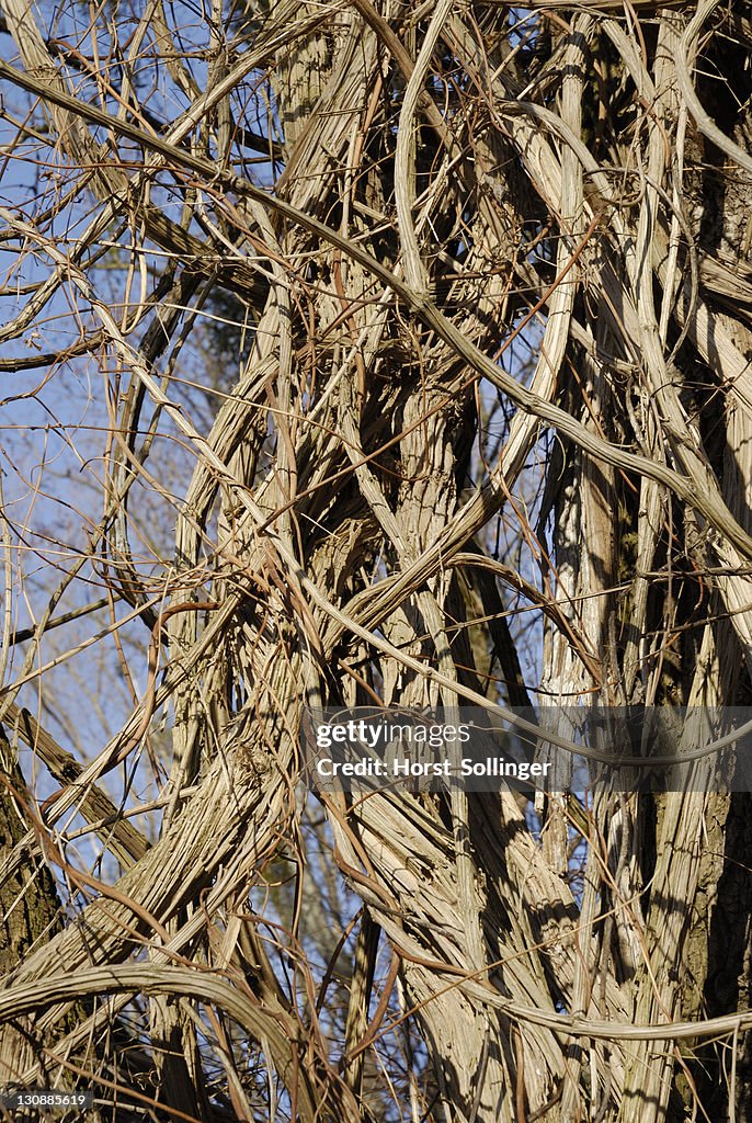 Thicket of Old Man's Beard or Traveller's Joy (Clematis vitalba) vines