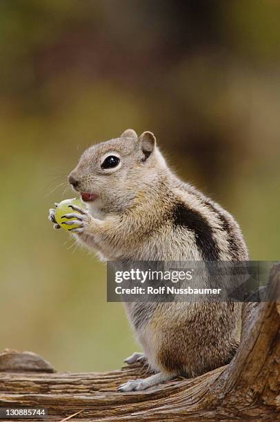 golden-mantled ground squirrel (spermophilus lateralis), adult on log with food stored in its cheek pouches, rocky mountain national park, colorado, usa - cheek pouch stockfoto's en -beelden