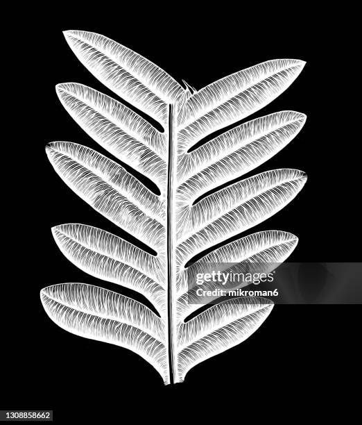 old engraved illustration of plants of the carboniferous age, plant fossils - fern fossil stock pictures, royalty-free photos & images