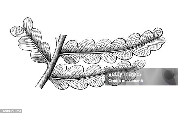 old engraved illustration of plants of the carboniferous age, plant fossils - plant part imagens e fotografias de stock