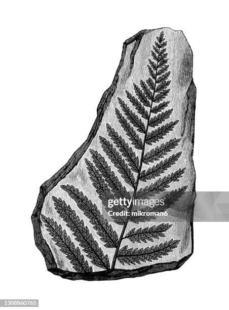 old engraved illustration of plants of the carboniferous age, plant fossils - fern fossil stock pictures, royalty-free photos & images