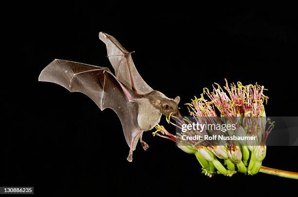 lesser long-nosed bat (leptonycteris curasoae), adult in flight at night feeding on agave blossom (agave sp.), tucson, sonoran desert, arizona, usa - bat mammal stock pictures, royalty-free photos & images