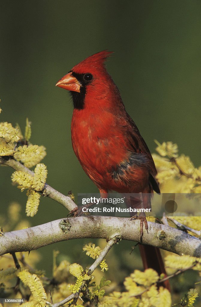 Northern Cardinal (Cardinalis cardinalis), male on blooming Blackbrush Acacia (Acacia rigidula), Lake Corpus Christi, Texas, USA