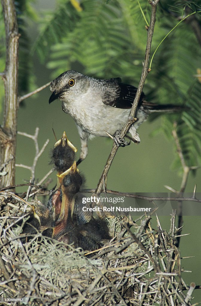 Northern Mockingbird (Mimus polyglottos), adult at nest feeding young, Sinton, Coastal Bend, Texas, USA