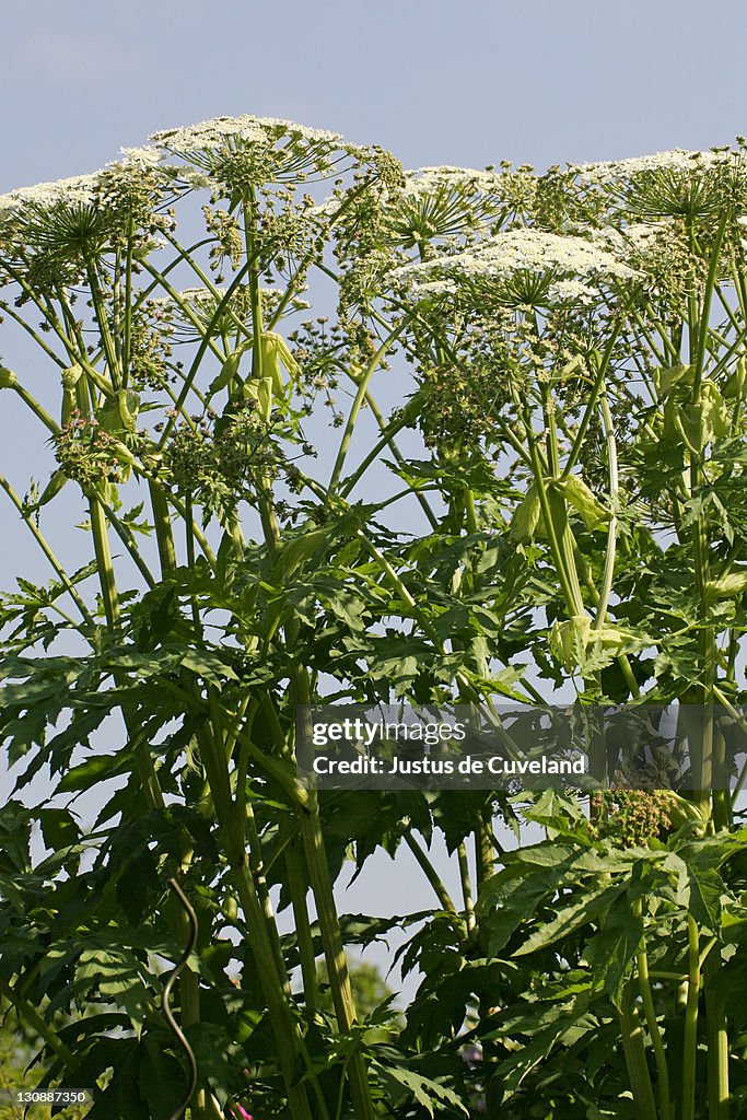 Flowering giant hogweed - poisonous plant (Heracleum mantegazzianum)