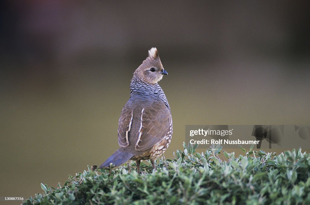 Scaled Quail (Callipepla squamata), adult, Starr County, Rio Grande Valley, Texas, USA
