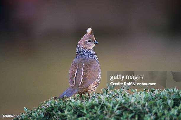 scaled quail (callipepla squamata), adult, starr county, rio grande valley, texas, usa - callipepla squamata stock pictures, royalty-free photos & images