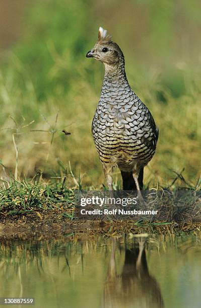 scaled quail (callipepla squamata), adult at pond drinking, starr county, rio grande valley, texas, usa - callipepla squamata stock pictures, royalty-free photos & images