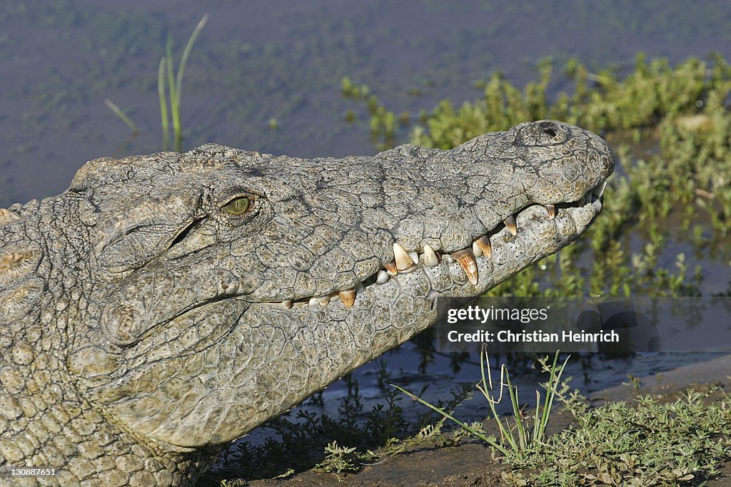 Nile Crocodile (Crocodylus niloticus), Namibia, Africa