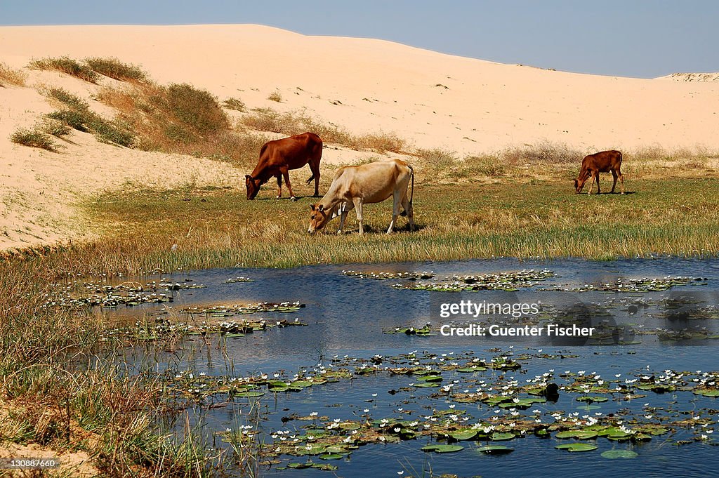 Cows grazing on a small strip of pasture on the edge of a desert lake which is threatened by wandering sand dunes, near Mui Ne, Vietnam, Asia