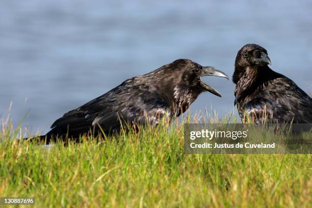 Cawing Rooks Cawing Photos and Premium High Res Pictures - Getty Images