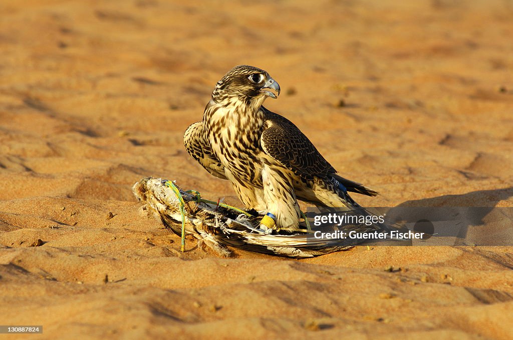 Gyrfalcon perched on fake prey in the desert, falcon training in Dubai, United Arab Emirates