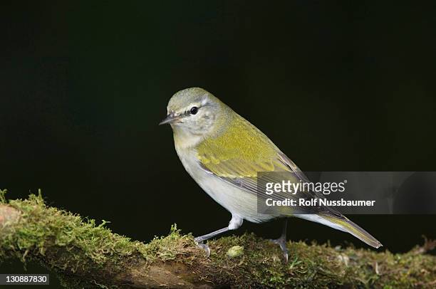 tennessee warbler (vermivora peregrina), adult perched, central valley, costa rica, central america - vermivora peregrina stock pictures, royalty-free photos & images