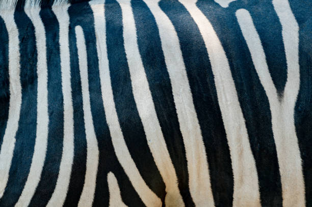 black and white zebra pattern background image - zoo art stock pictures, royalty-free photos & images