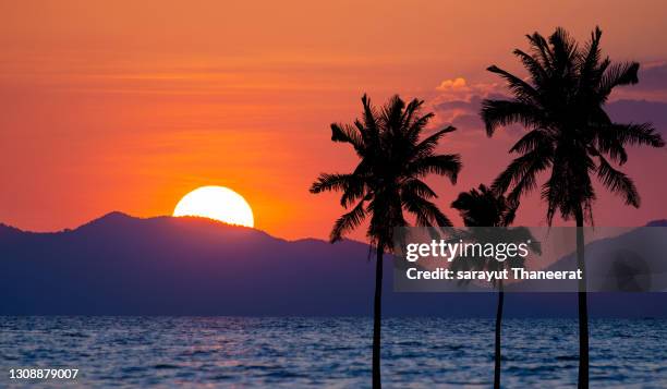 the black shadow of the coconut tree by the sea in the morning - hawaii seascape stock pictures, royalty-free photos & images