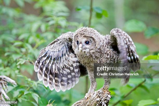 young ural owl (strix uralensis) practicing flying, bavaria, germany, europe - einzelnes tier stock-fotos und bilder