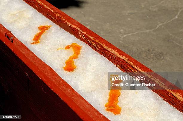 boiling maple syrup being poured onto snow to make maple syrup sweets, called maple taffy, sugar shack, ile d'orlã©an, canada, north america - molasses fotografías e imágenes de stock