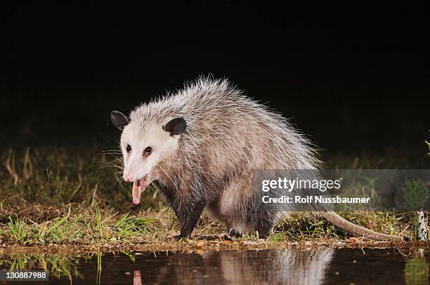 virginia opossum (didelphis virginiana), adult at night drinking, uvalde county, hill country, texas, usa - opossum americano fotografías e imágenes de stock