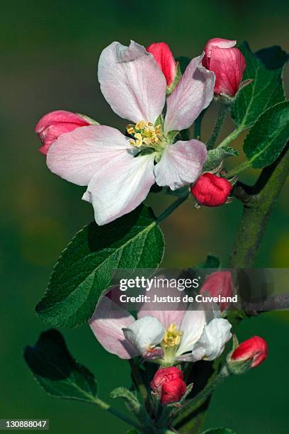blooming apple tree (malus x domestica cultivar braeburn) - malus domestica cultivar stock pictures, royalty-free photos & images