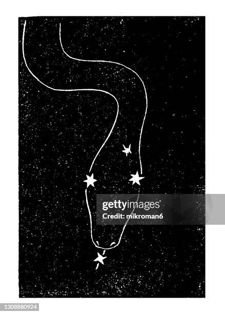 old engraved illustration of astronomy - draco constellation - draco the dragon constellation stock pictures, royalty-free photos & images