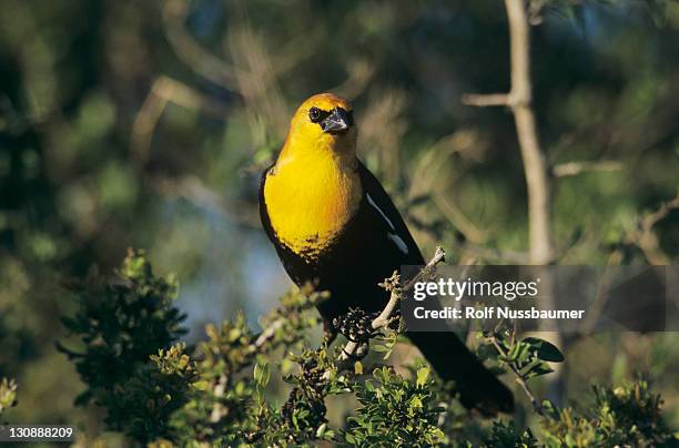 yellow-headed blackbird (xanthocephalus xanthocephalus), male, sinton, texas, usa - xanthocephalus stock pictures, royalty-free photos & images