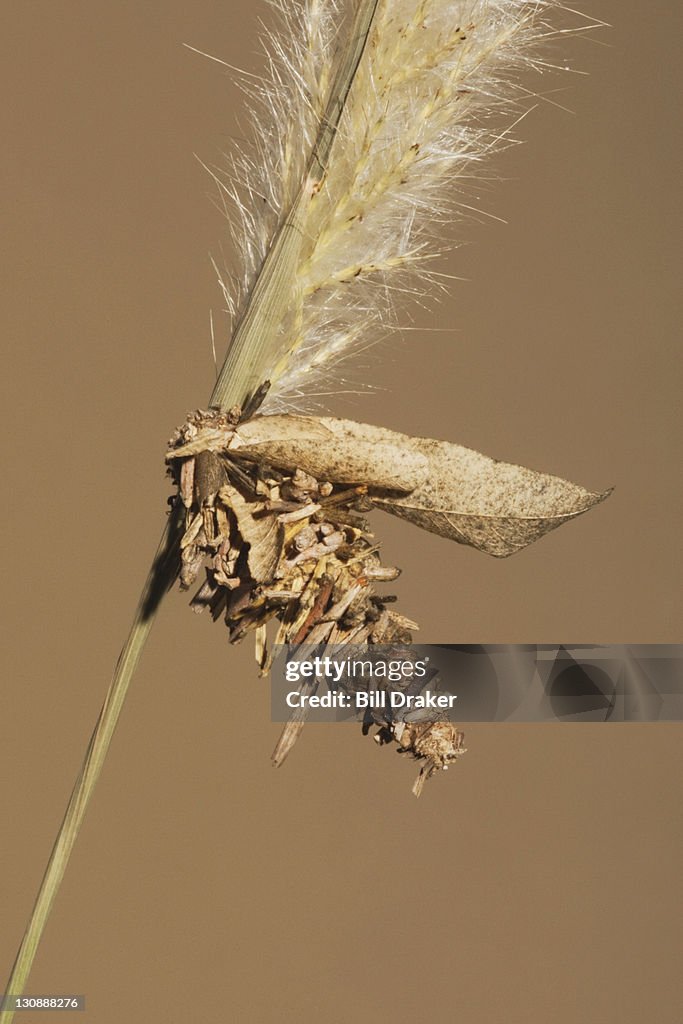 Bagworm moth (Psychidae), caterpillar, Sinton, Coastal Bend, Texas, USA