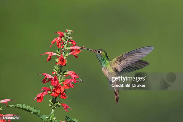 buff-bellied hummingbird (amazilia yucatanenensis), male in flight feeding on tropical sage (salvia coccinea), sinton, corpus christi, coastal bend, texas, usa - red salvia stock pictures, royalty-free photos & images