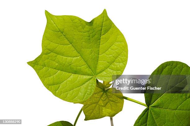 serrated leaves of a cotton plant (gossypium herbaceum) - gossypium herbaceum stock pictures, royalty-free photos & images