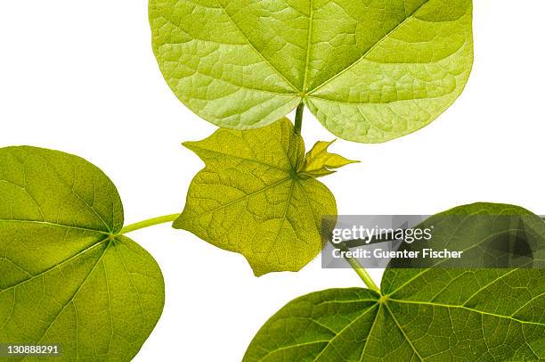 serrated leaves of a cotton plant (gossypium herbaceum) - gossypium herbaceum stock pictures, royalty-free photos & images